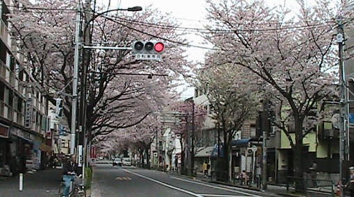 桜満開！東長崎から見た　旭丘東商店会